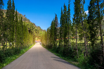 Bright summer landscape walking street  with   rows of  pine trees. Blue sky nature forest peaceful rural atmosphere.