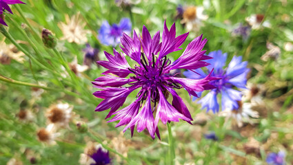 Close-up Blooming  Violet   Cornflowers (Centaurea cyanus) with green Background .