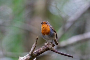 robin on a branch