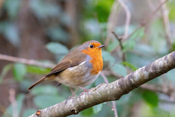 robin on a branch