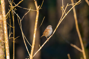 sparrow on a branch