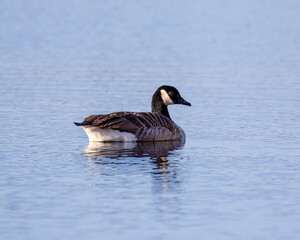 country goose on the water