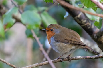 robin on a branch