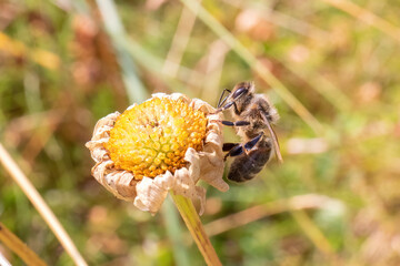 bee on flower