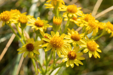 yellow flowers in the garden