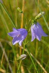 purple flowers in the field