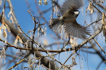 Bird In Motion, Gold Bar Park, Edmonton, Alberta