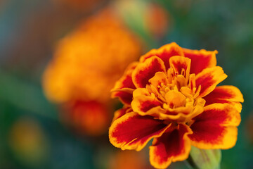 Red-yellow flower on a background of a green leaf