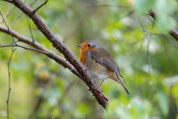 robin on a branch