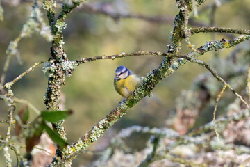 Tit on the branch