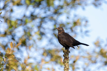 Fototapeta premium a bird on an blue background squats on a bush