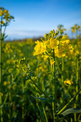 Obraz premium a close up of yellow rapeseed flowers on a field
