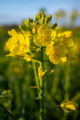 a close up of yellow rapeseed flowers on a field