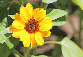 Small Sunflower