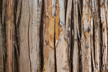 Real tree bark, natural texture.