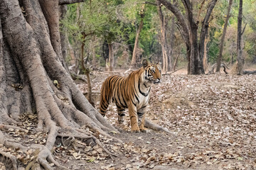 A wild tiger lying in the forest in India, Madhya Pradesh, close portrait 
