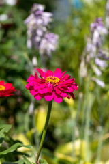 Obraz premium Bright crimson zinnia on a tall stem on a sunny day