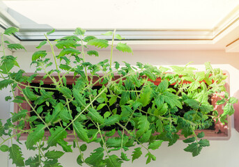 Tomato seedlings on the windowsill by the window, top view