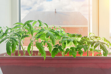 Tomato seedlings grow in a plastic rectangular pot on the windowsill by the window