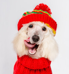 White poodle dog funny sticking out his tongue and looking at the camera with a red knitted sweater...