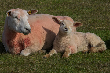 Schaf mit Lamm