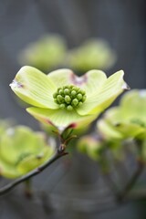 アメリカヤマボウシ（ハナミズキ）淡緑