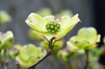 アメリカヤマボウシ（ハナミズキ）の木
