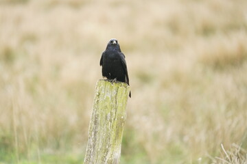 Schöne einzelne Dohle auf einem Zaunpfahl sitzend, Corvus monedula