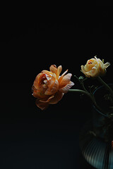 Yellow ranunculus flower on black background
