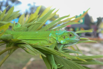 green iguana on a branch