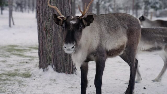 Reindeers In The Forest Farm In Muonio, Lapland Finland. Close Up