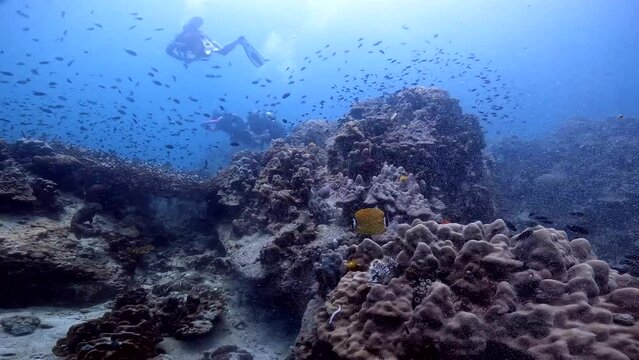 Under Water Film 4k - Thailand - hovering over coral reef with divers around in the background - Koh Tao