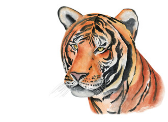 Chinese tiger watercolor hand drawn illustration. Animal printable art.
