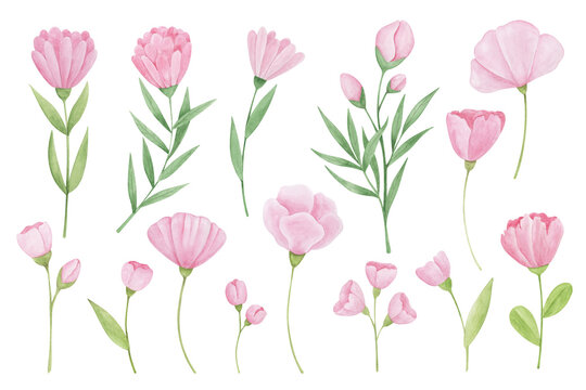 Collection of hand drawn watercolor pink flowers. Gentle botanical elements for postcards, invitations, design templates. Soft flowers isolated on white background botanical illustration.