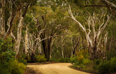Road curving into gum woodland forest