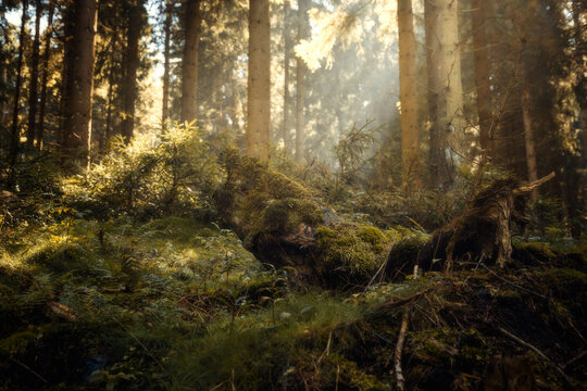 Märchenhafer Wald. Unscharfer Hintergrund mit Sonnenstrahlen
