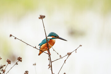 The common kingfisher on a branch