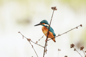 The common kingfisher on a branch