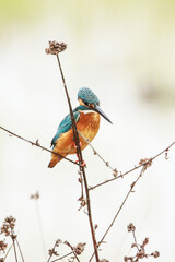 The common kingfisher on a branch