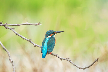 The common kingfisher on a branch