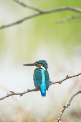 Fototapeta premium The common kingfisher on a branch