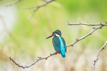 The common kingfisher on a branch