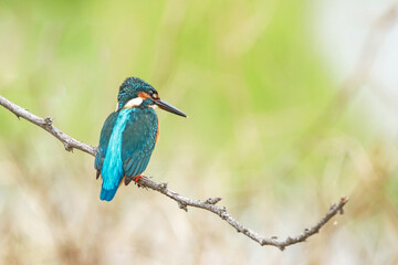 The common kingfisher on a branch