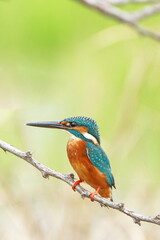 The common kingfisher on a branch
