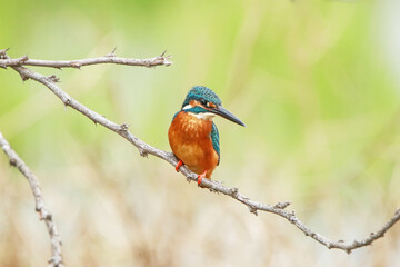 The common kingfisher on a branch