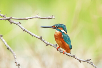 The common kingfisher on a branch