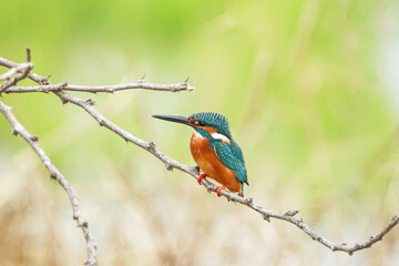 The common kingfisher on a branch