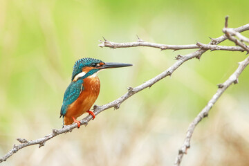 The common kingfisher on a branch