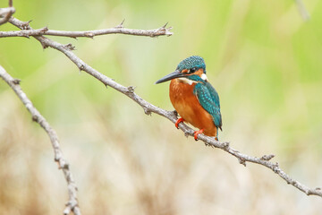 Fototapeta premium The common kingfisher on branch