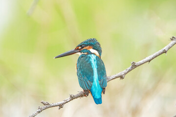 The common kingfisher on a branch